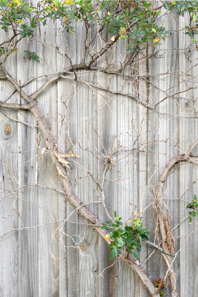Tree wood palings
