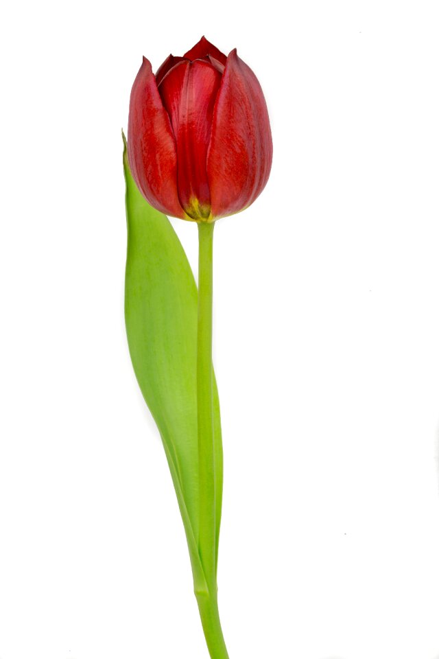 Tulips flowers nature