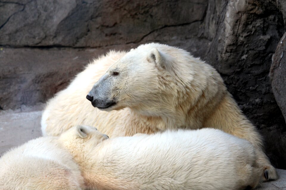 Polar bear zoo view