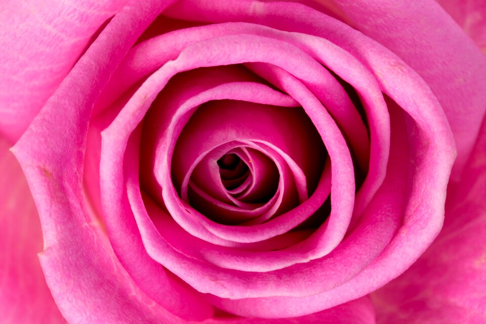 Bloom macro flowers