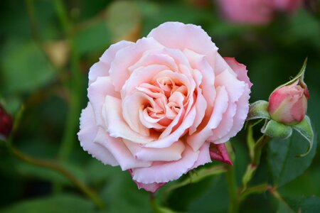 Flower garden nature
