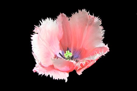 Pestle bloom bulbs
