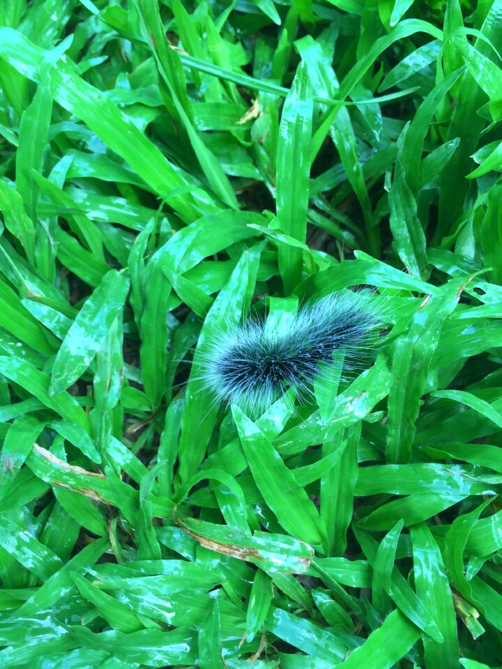 Caterpillar fluffy worm