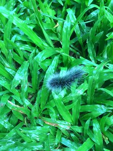 Caterpillar fluffy worm photo