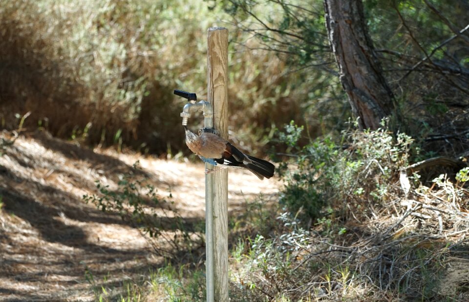 Cheeky nature animal