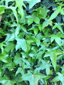 Green ivy