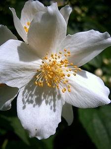Jasmin european whistle shrub pale whistle shrub