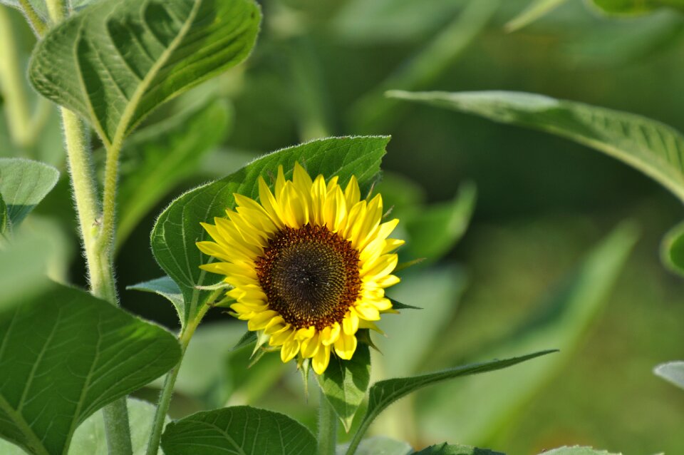 Blossom summer green sunflower photo