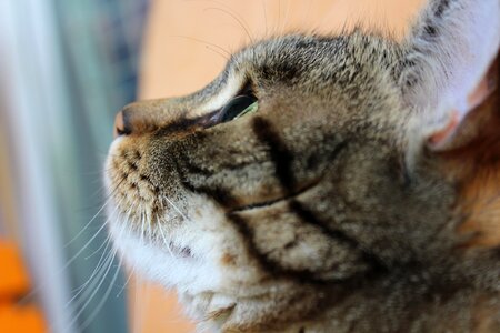 Pet domestic cat mackerel photo