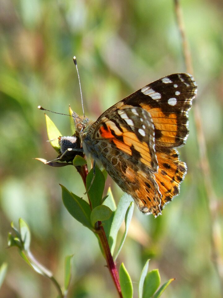 Orange butterfly vanesa from thistles migrating dels cards