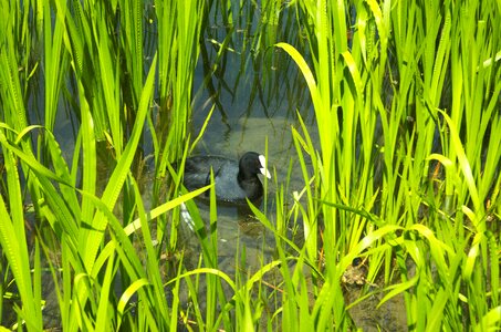 Water bird reed fulica atra photo
