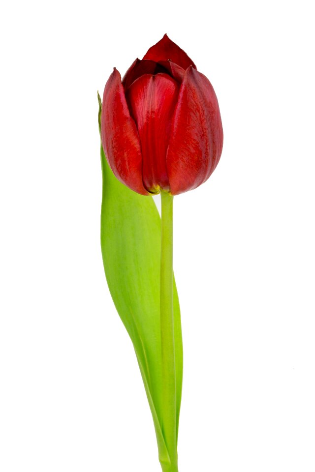 Tulips flowers nature
