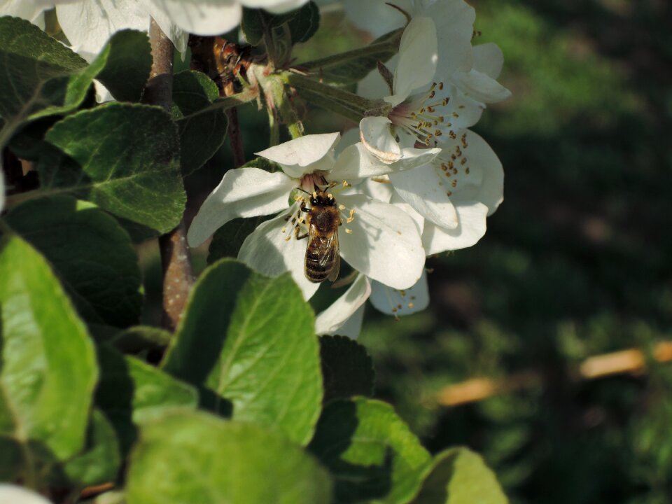 Apple flower bloom blooming apple tree
