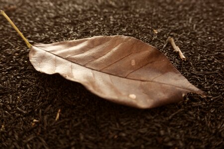 Natural vintage leaves