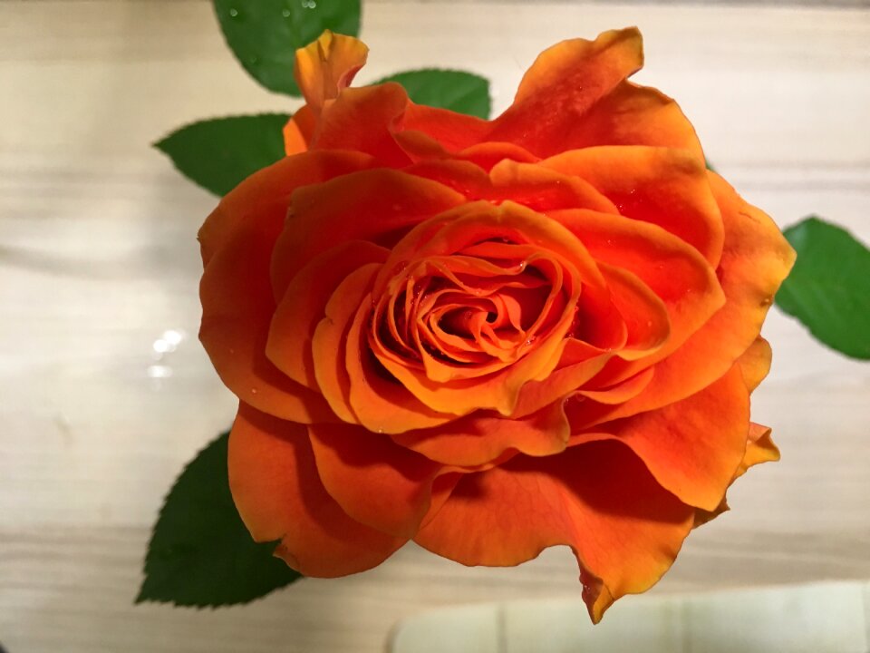 Salmon close up blossom