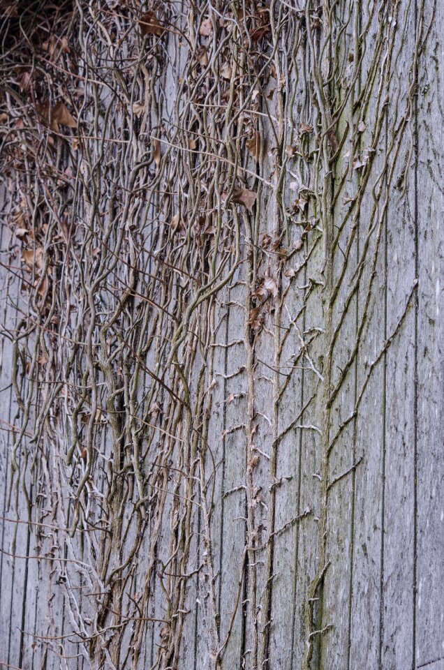 Grey old texture