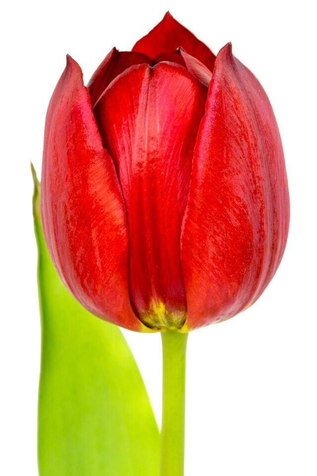 Tulips flowers nature