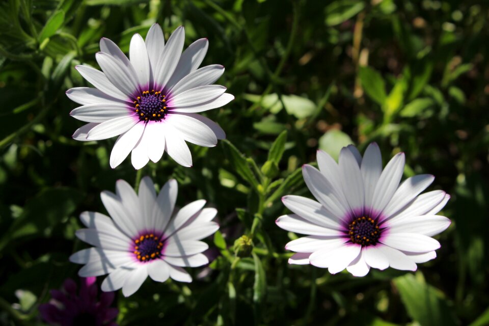 Petals shadows detailed