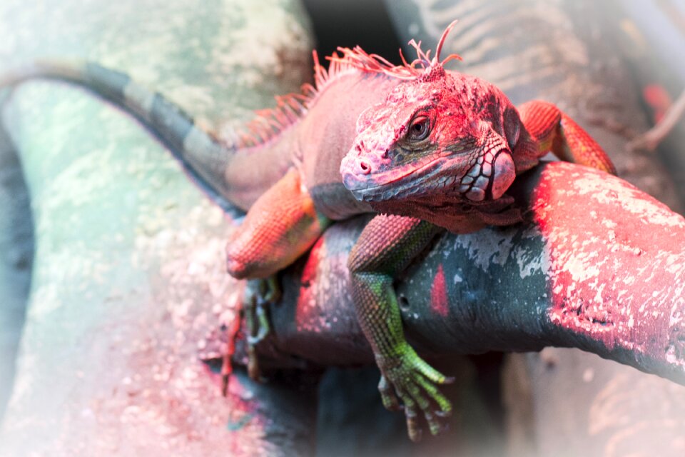 Animal wildlife tropical