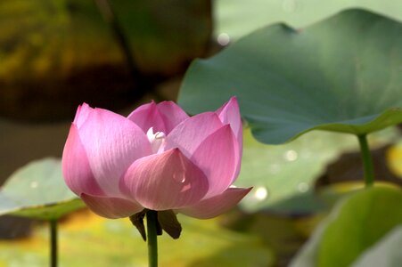 Pink buddhism green