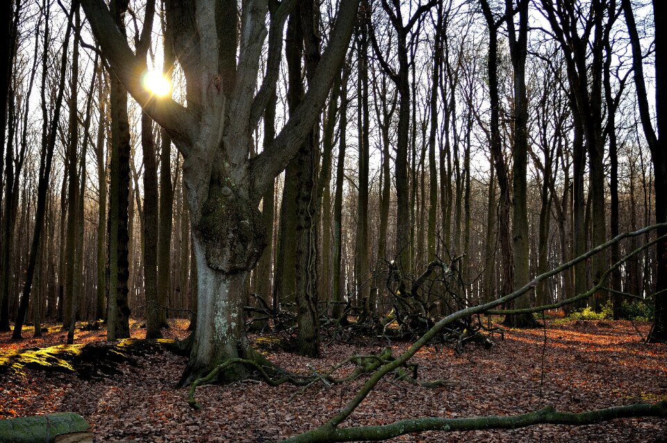 Trees branch forests photo