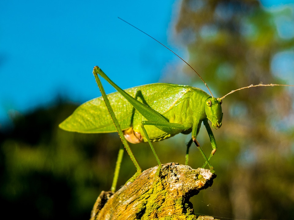 Insect close up green