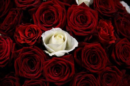 Rose flower blossom