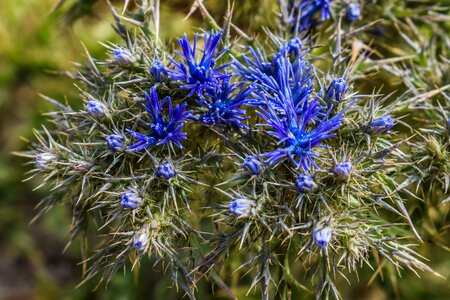 Flower spring plant
