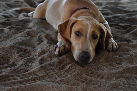 Animal canine white photo