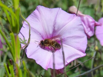 Bell apis melifera pollinate