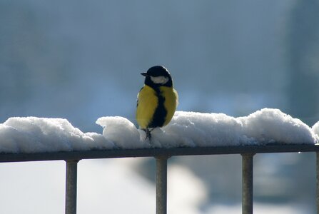 Bird nature winter