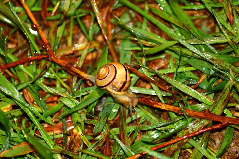 Wet macro nature