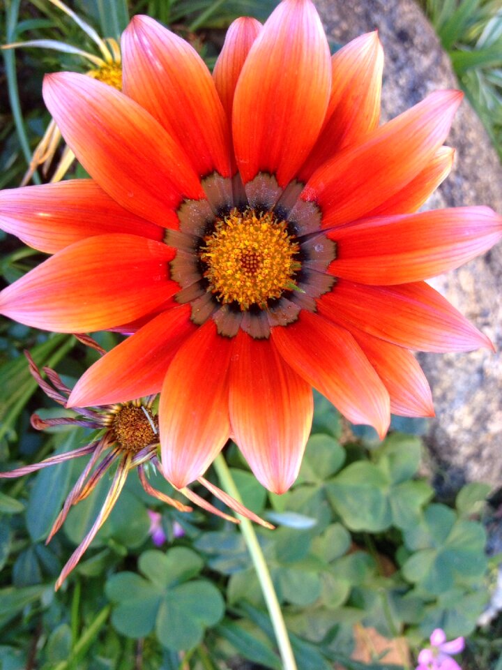 Nature plant delicacy