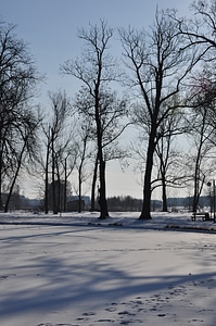Snow landscape tree