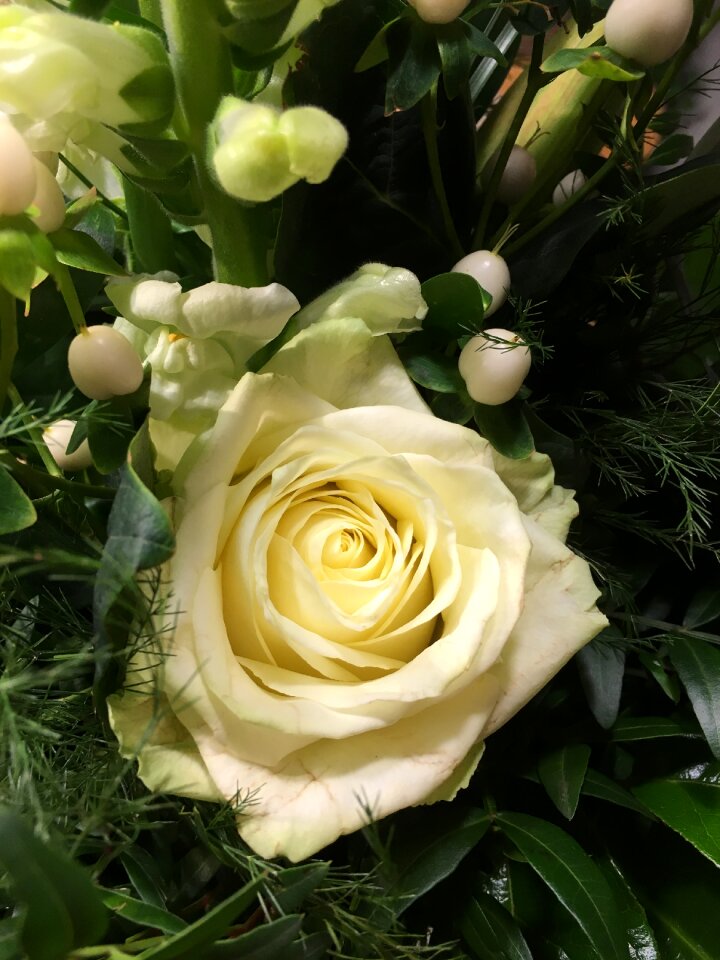 Nature blossom bloom