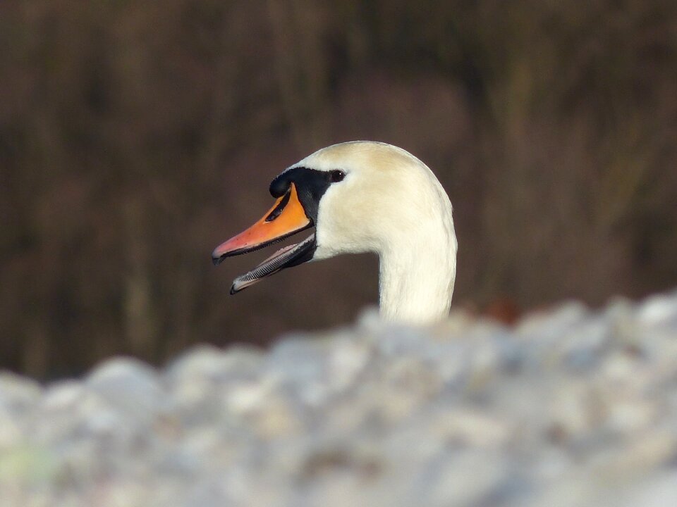 Water bird bill elegant