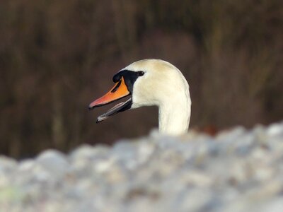 Water bird bill elegant