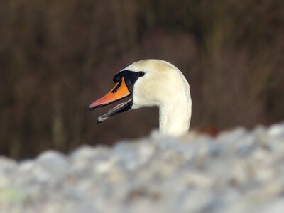 Water bird bill elegant photo