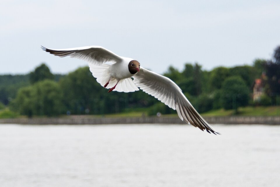 Nature bird wildlife