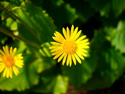 Plant of course spring