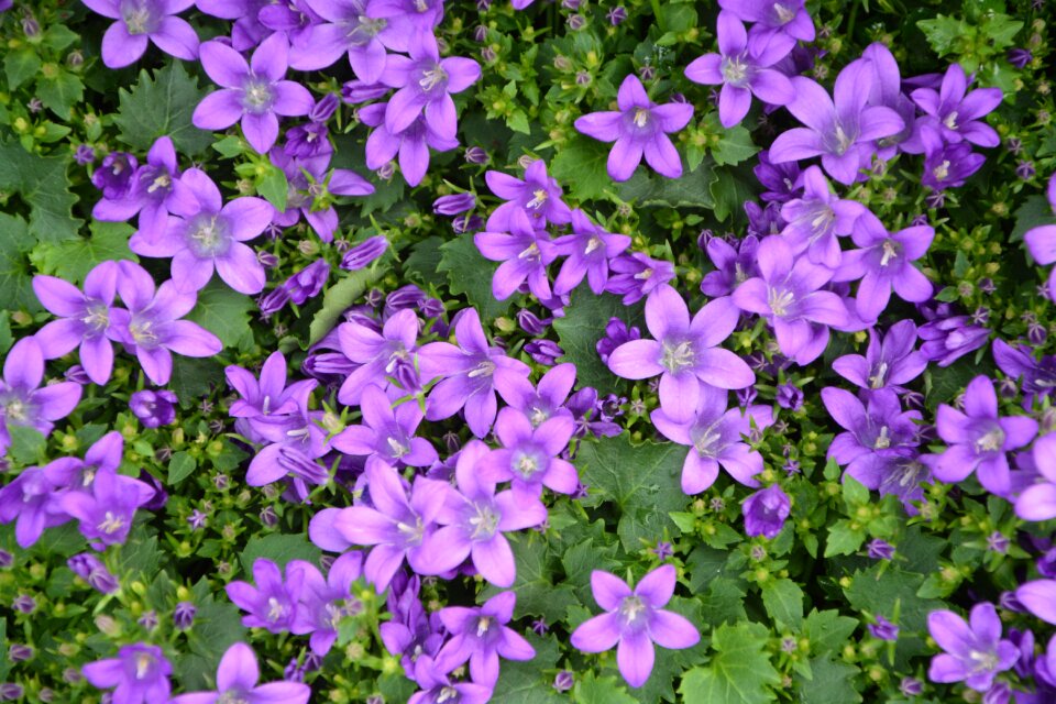 Violet spring nature