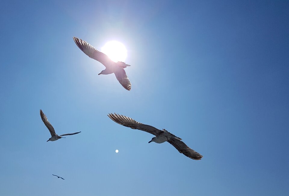 Sky seagull animal photo