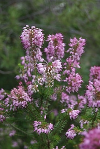 Plant purple mallorca