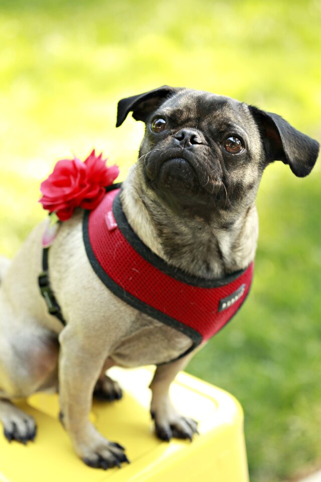 Breed canine portrait