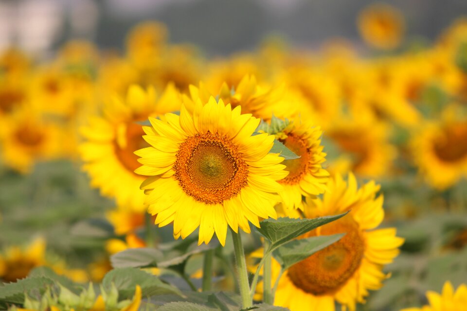 Summer yellow green