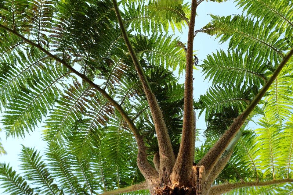 Jurassic park green wood