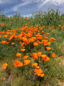 Meadow blooming