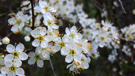 White flowers flowering shrub spring aspect