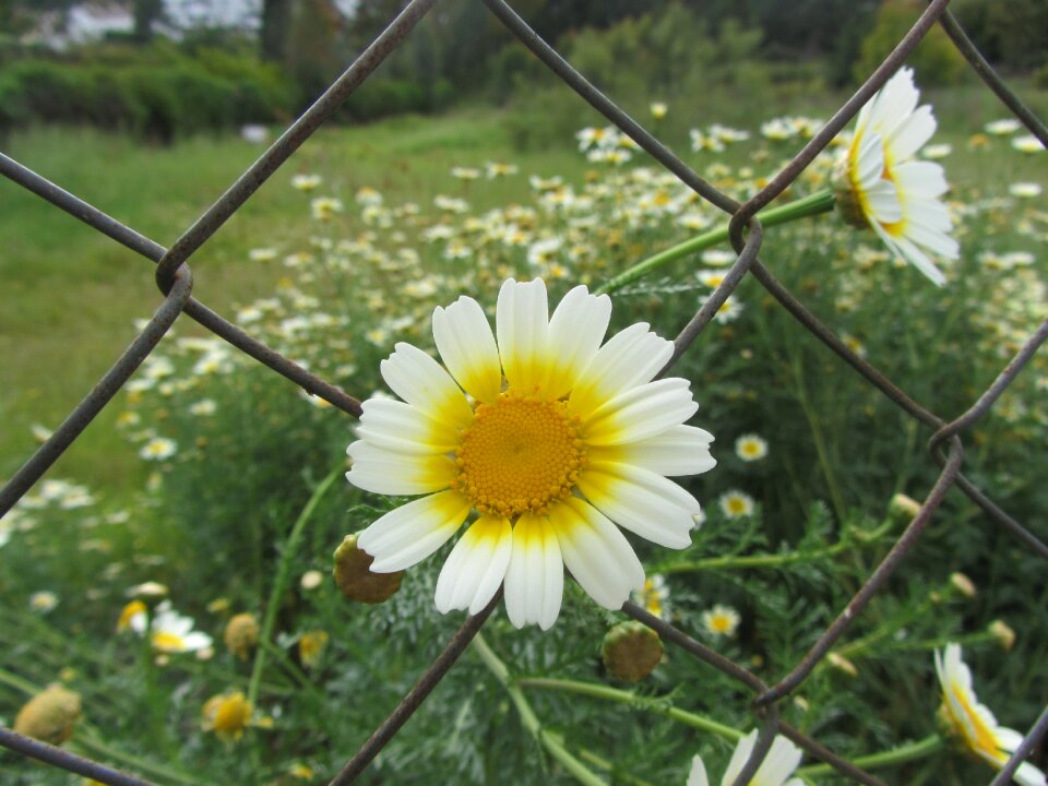 Nature daisies