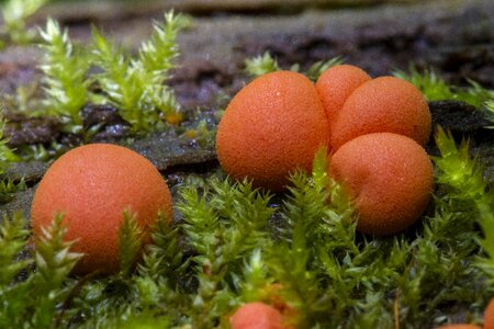 Small mushroom mushrooms mini mushroom